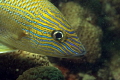   Blue Stripped Grunt Little Coral Knoll off beach Fort Lauderdale  